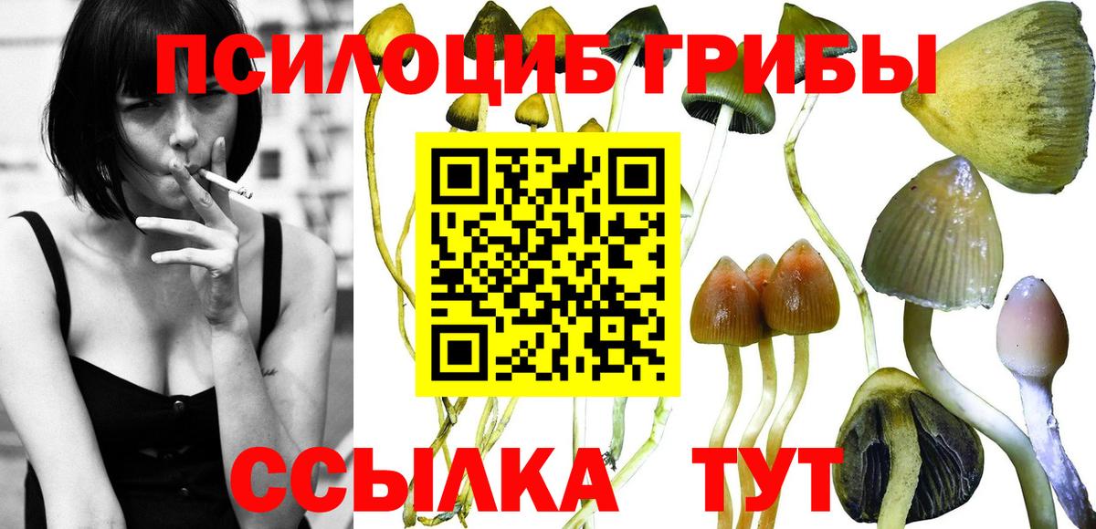 Славгород  Псилоцибиновые грибы прущие грибы  Вход с VPN 